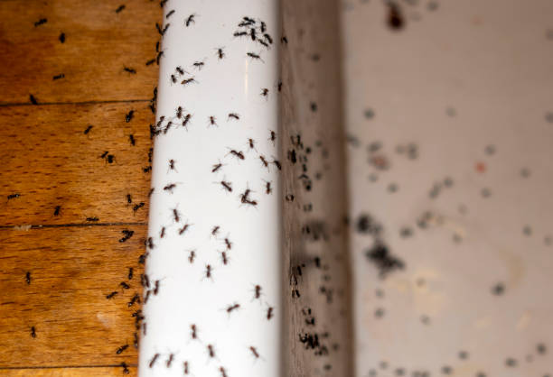 Best Flea Control Services  in Sparks, GA